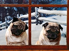 Peeping Toms